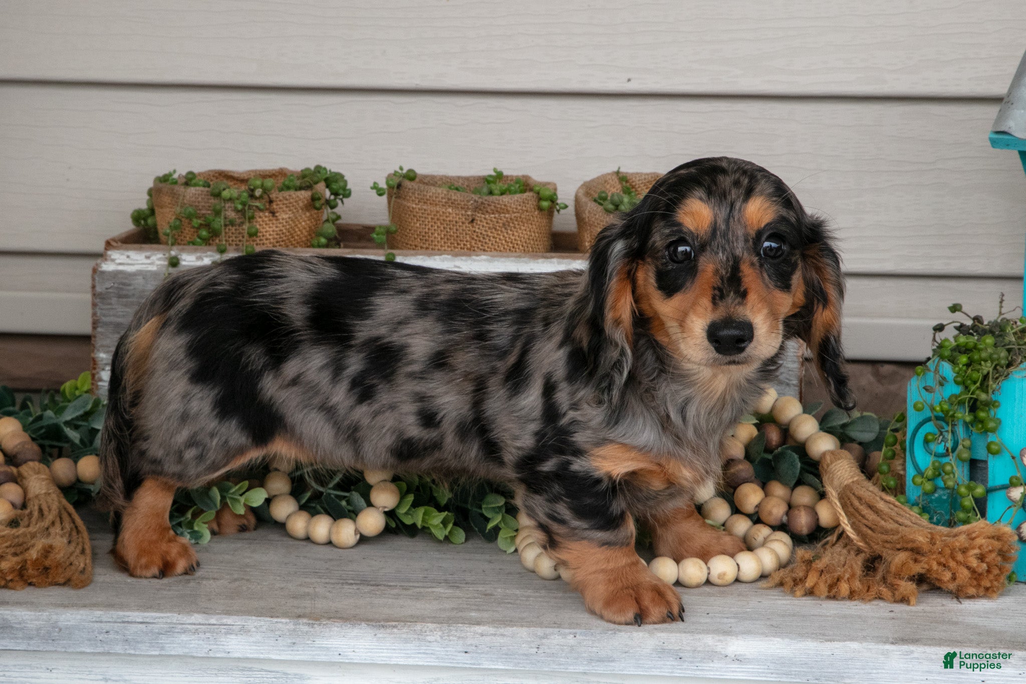 Miniature Dachshund dogs for sale: Selena - Ad 1