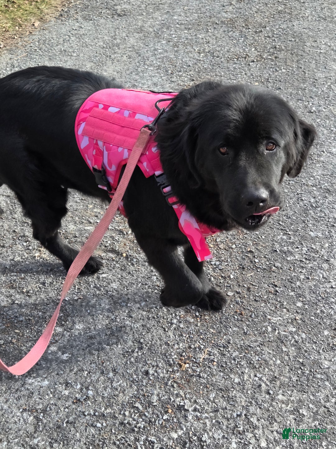 Newfoundland dogs for sale: Dakota  - Ad 5