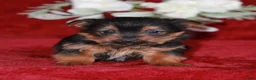 Yorkshire Terrier dogs for sale: Dallas - Ad 3