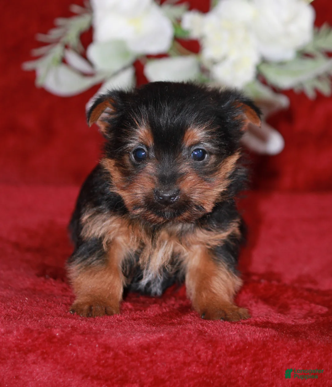 Yorkshire Terrier dogs for sale: Dallas - Ad 3