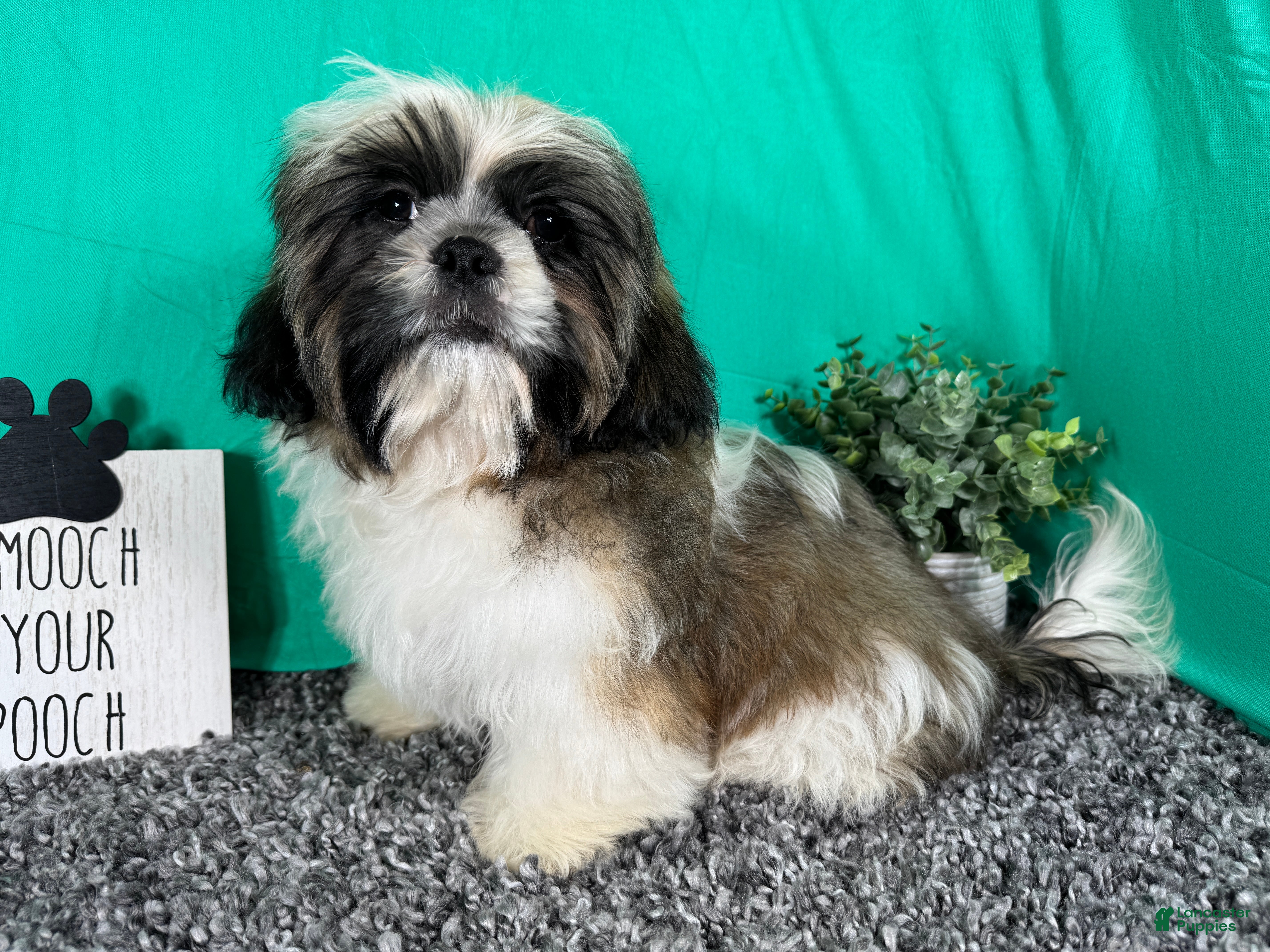 Shih Tzu dogs Shih Tzu 1 - Ad 20