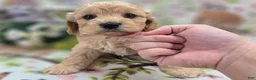 Cockapoo dogs for sale: Knotty - Ad 14