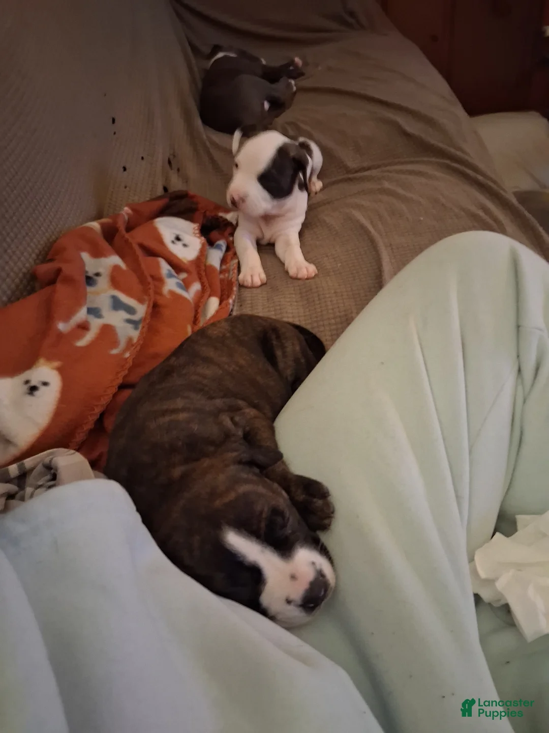 Mixed Breed dogs for sale: Mixed Breed Puppy 3 - Ad 7