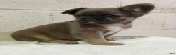 French Bulldog dogs for sale: Muffin FLUFFY - Ad 5