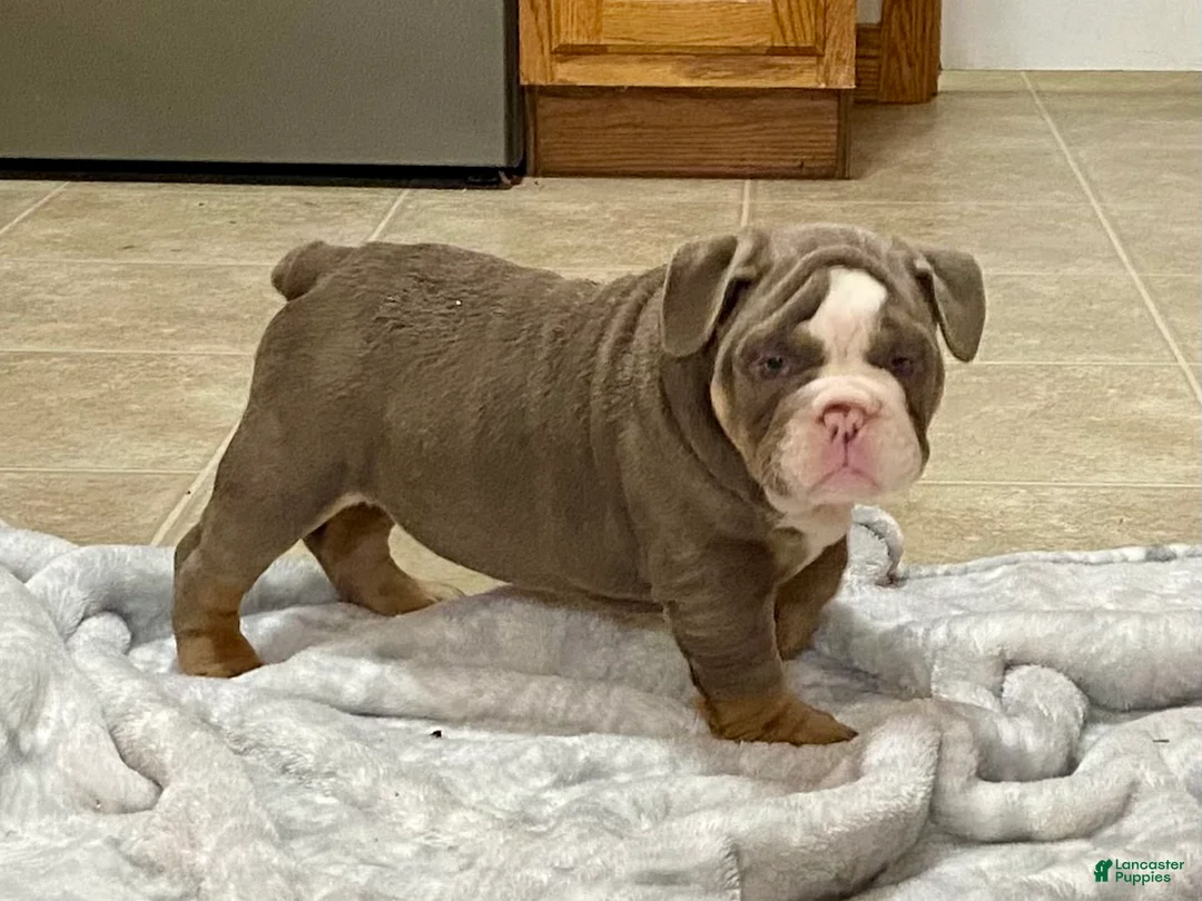 English Bulldog dogs for sale: Romeo - Ad 6