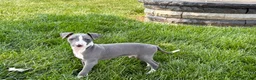 Italian Greyhound dogs for sale: Shane - Ad 6