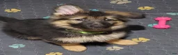 German Shepherd dogs for sale: Green Beanie - Ad 2