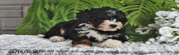 Mini Bernedoodle dogs for sale: Twilight - Ad 3