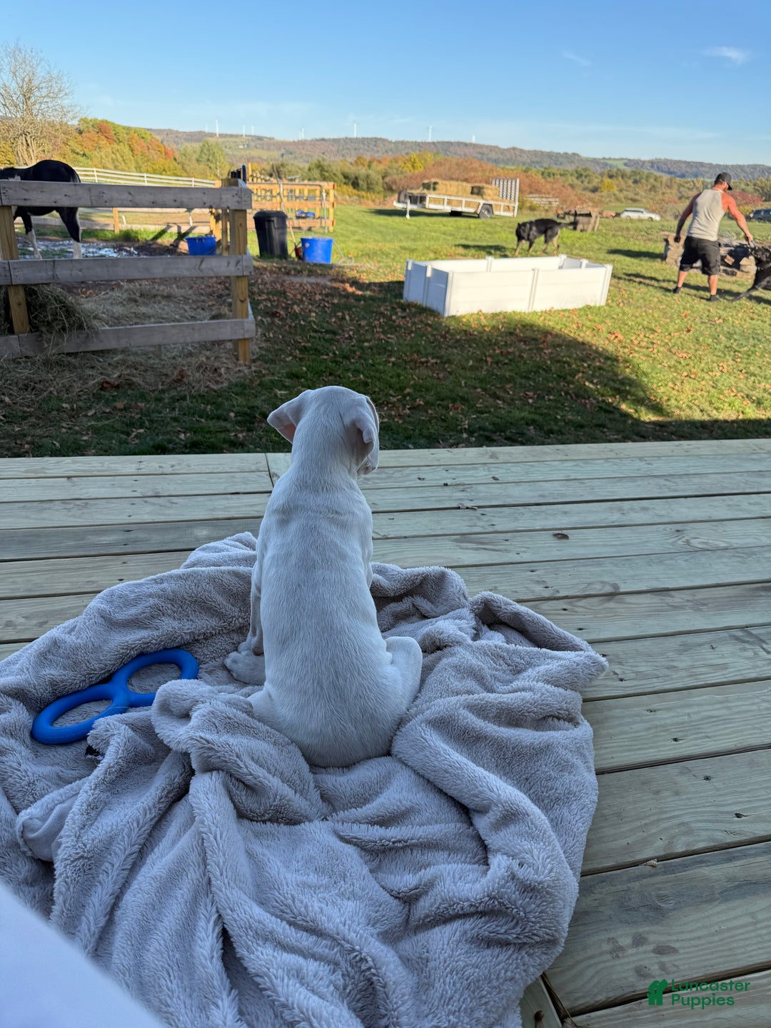 Dogo Argentino dogs for sale: Puppy M3 - Ad 9