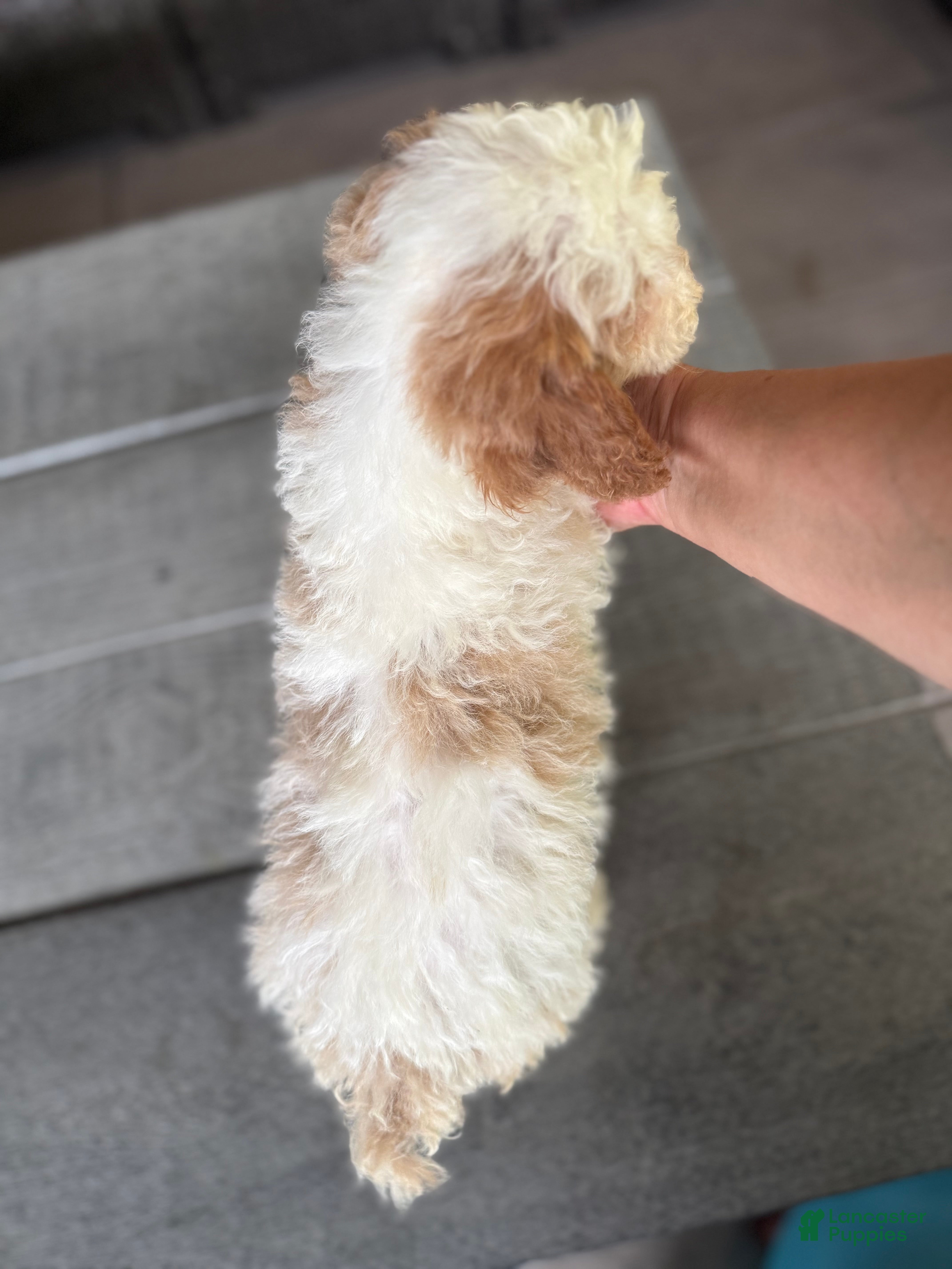 Miniature Poodle dogs Neptune - Ad 2