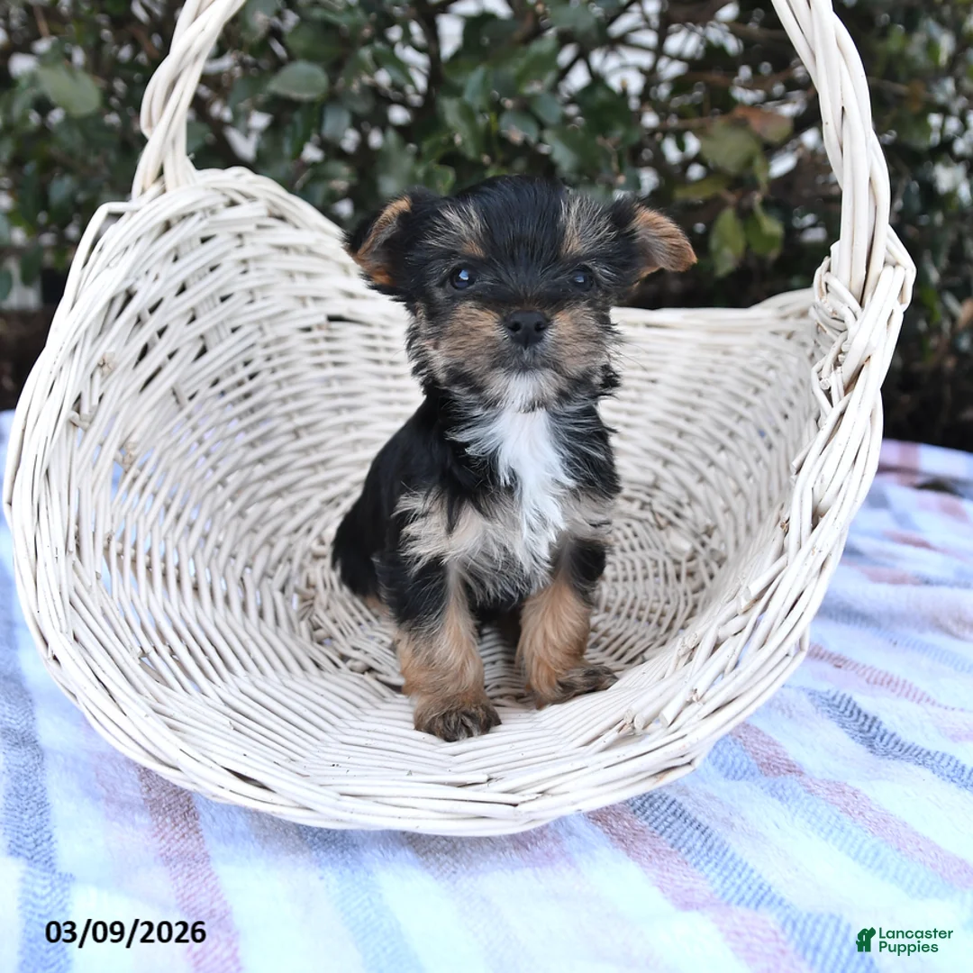 Yorkshire Terrier dogs for sale: Maverick - Ad 1