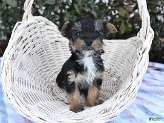 Yorkshire Terrier dogs for sale: Maverick - Ad 2