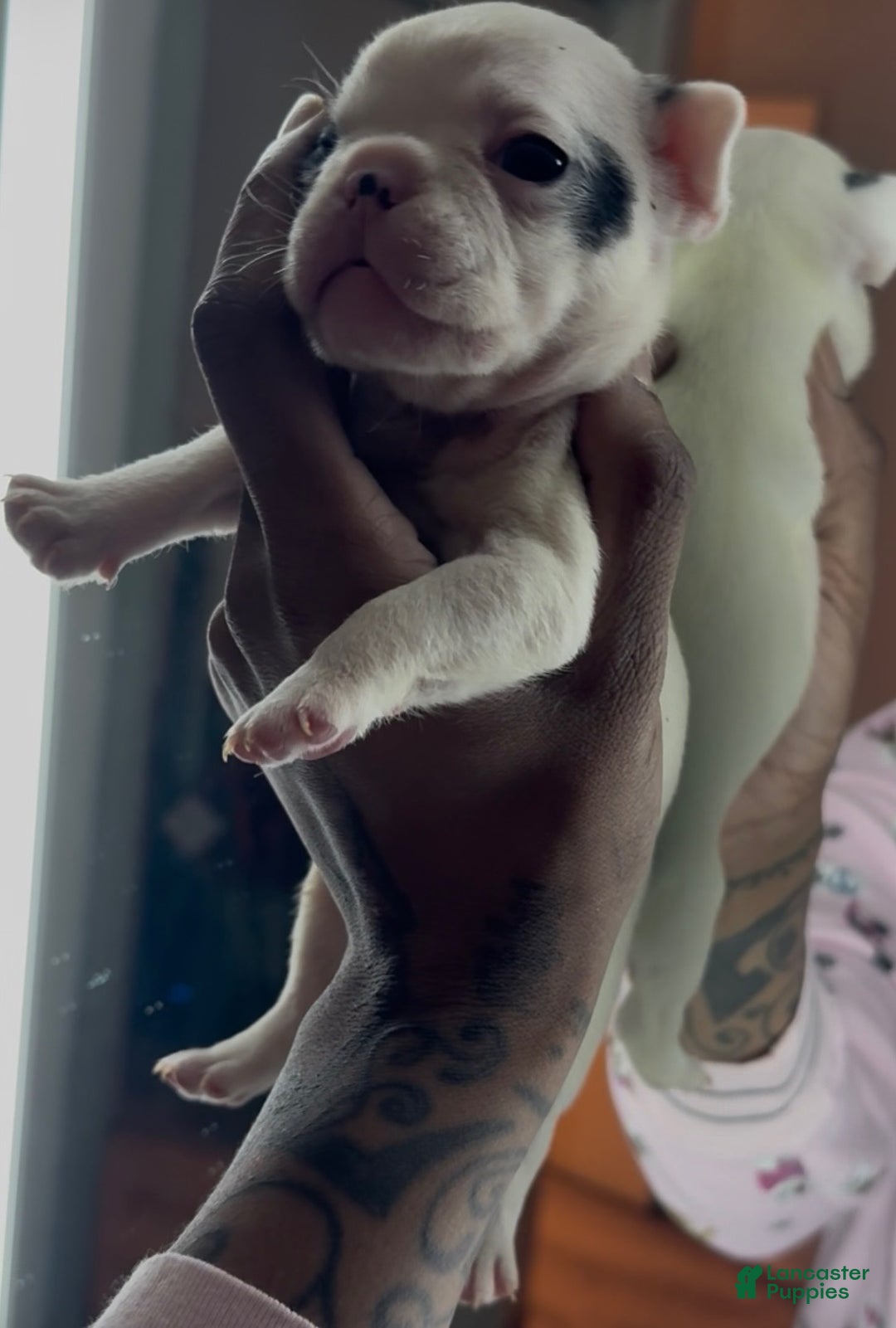 French Bulldog dogs for sale: French Bulldog Puppy 1 - Ad 4