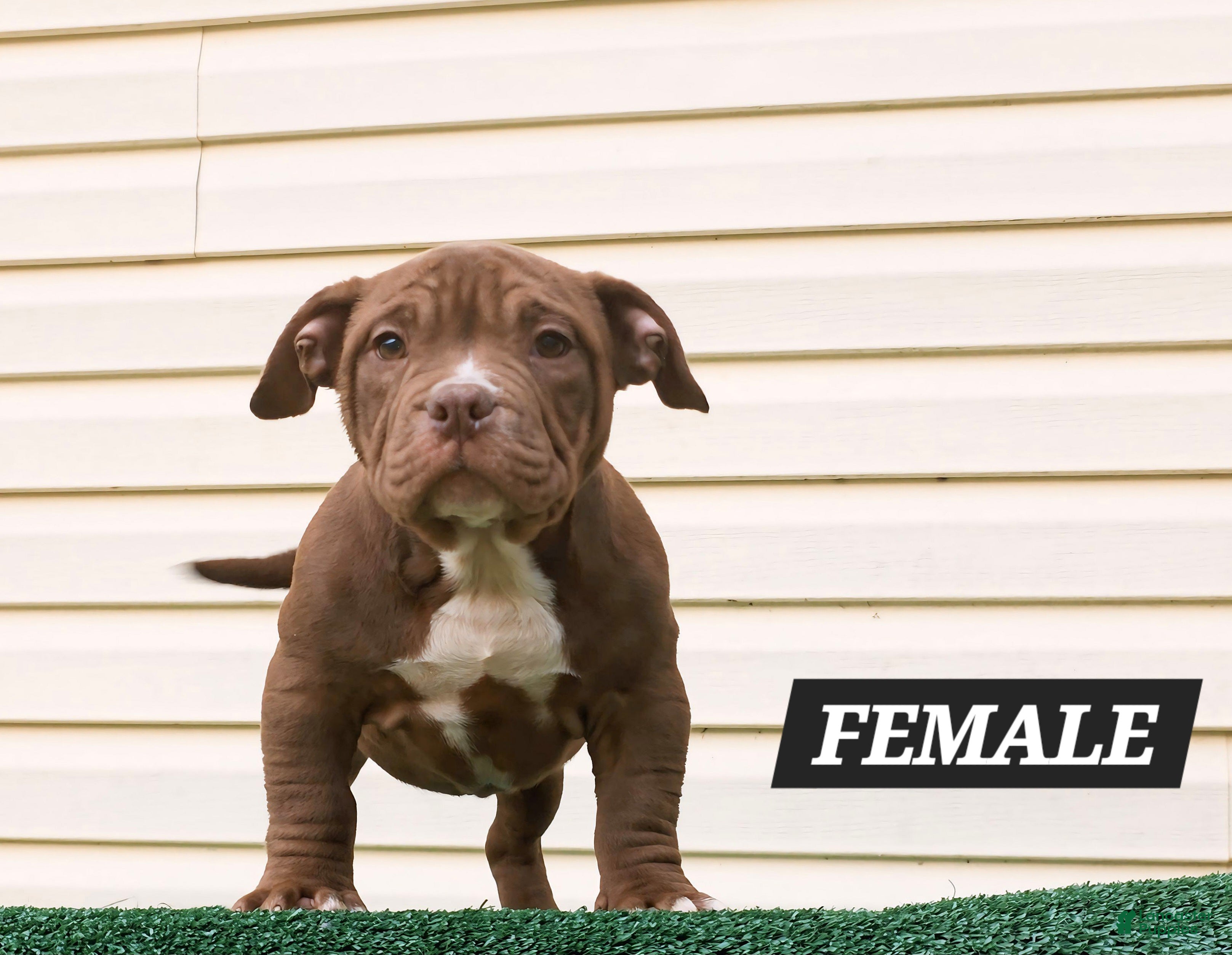 American Bully dogs American Bully Puppy 3 - Ad 27