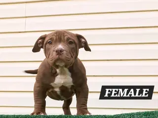 American Bully dogs American Bully Puppy 3 - Ad 38