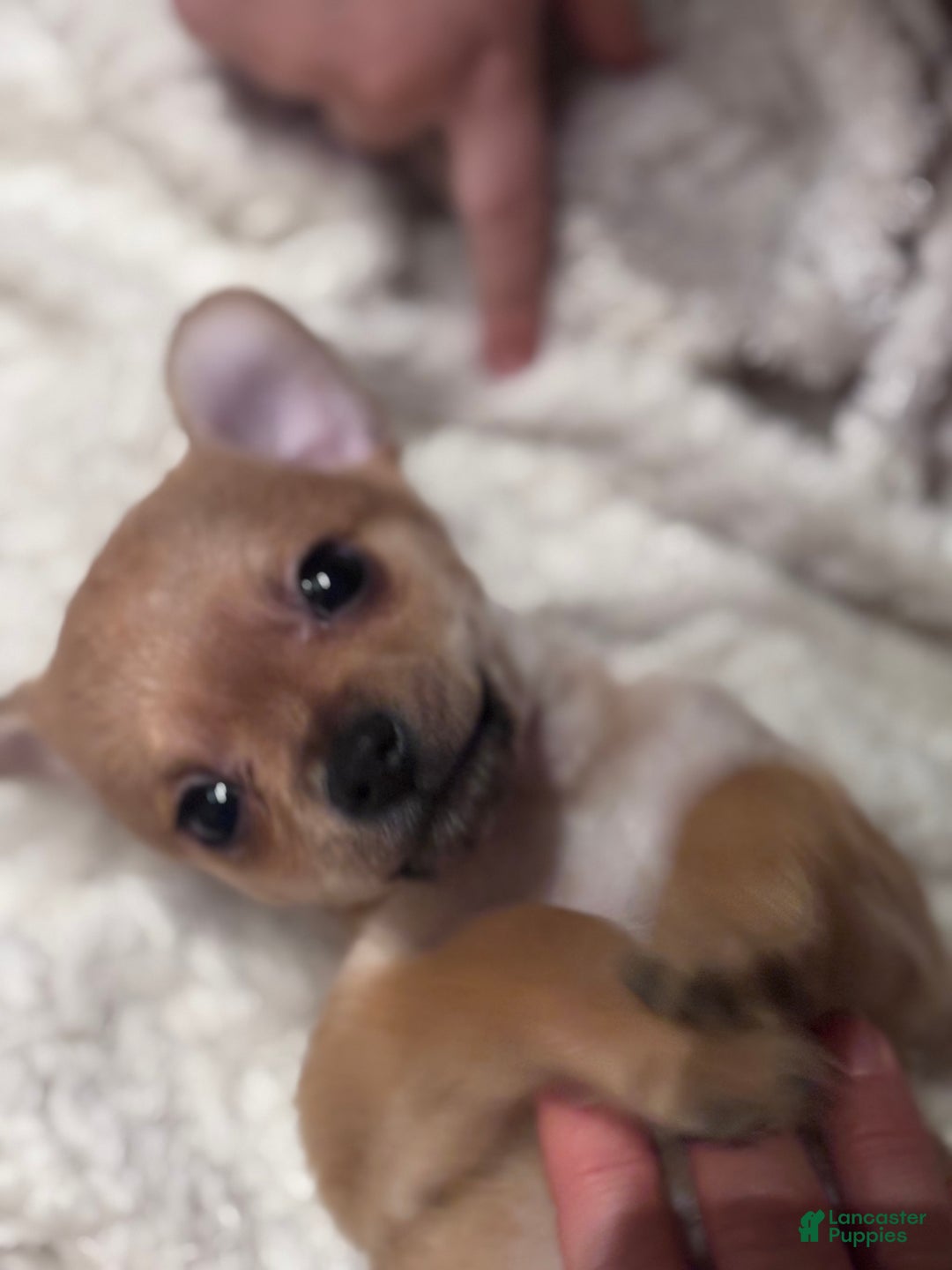 Chihuahua dogs for sale: Chihuahua Puppy 2 - Ad 2
