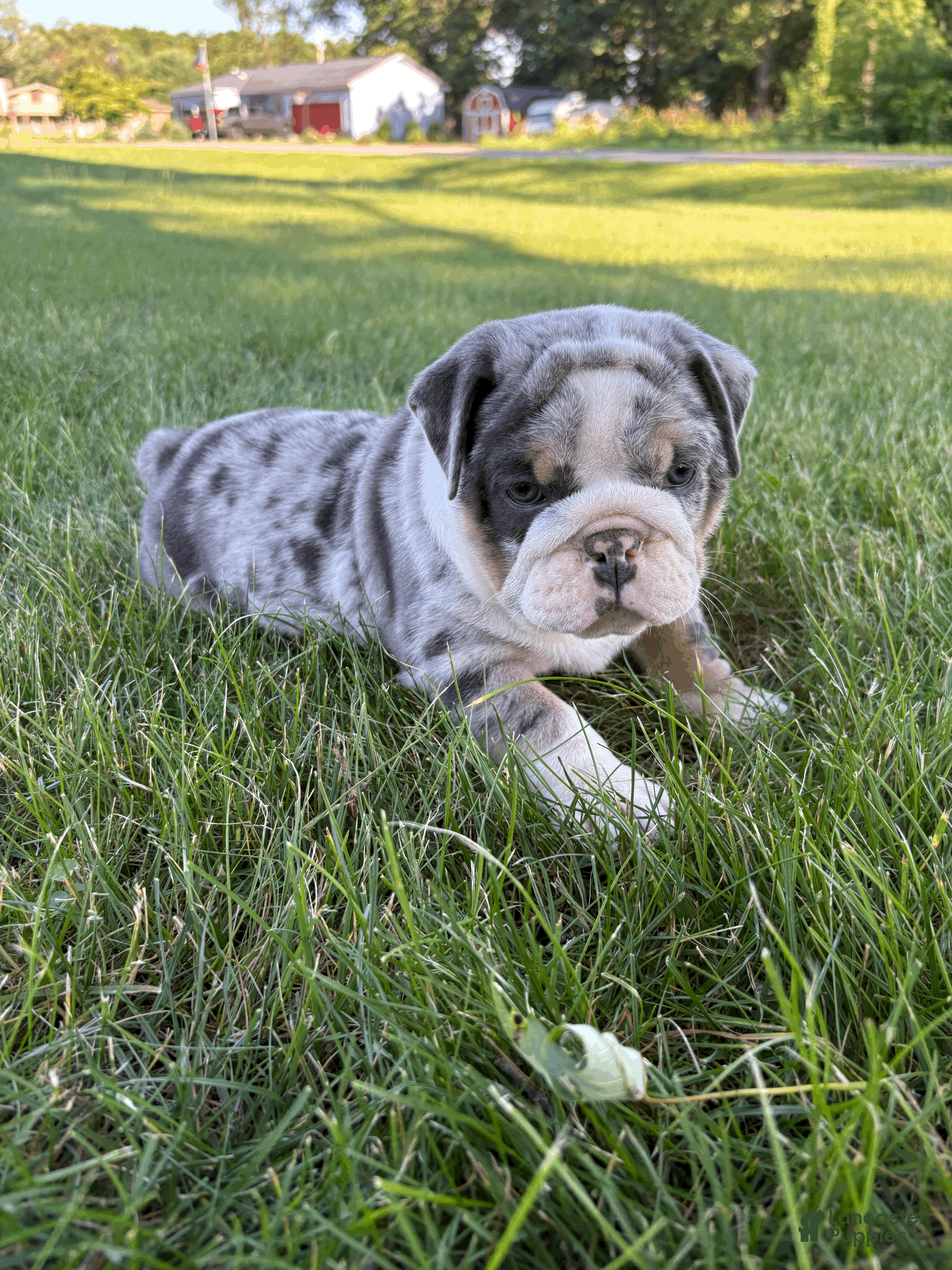 Mixed Breed dogs Max - Ad 2