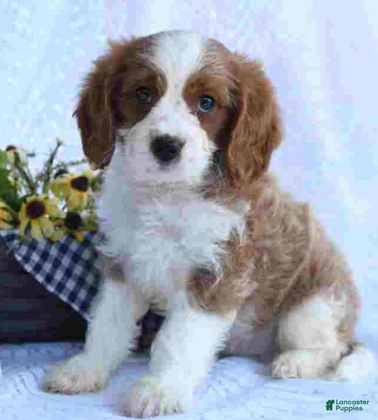 Cavapoo dogs Cavapoo 2 - Ad 1