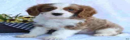 Cavapoo dogs for sale: Cavapoo 2 - Ad 1