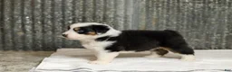 Miniature Australian Shepherd dogs for sale: Lathan Miniature Australian Shepherd Puppy  - Ad 4