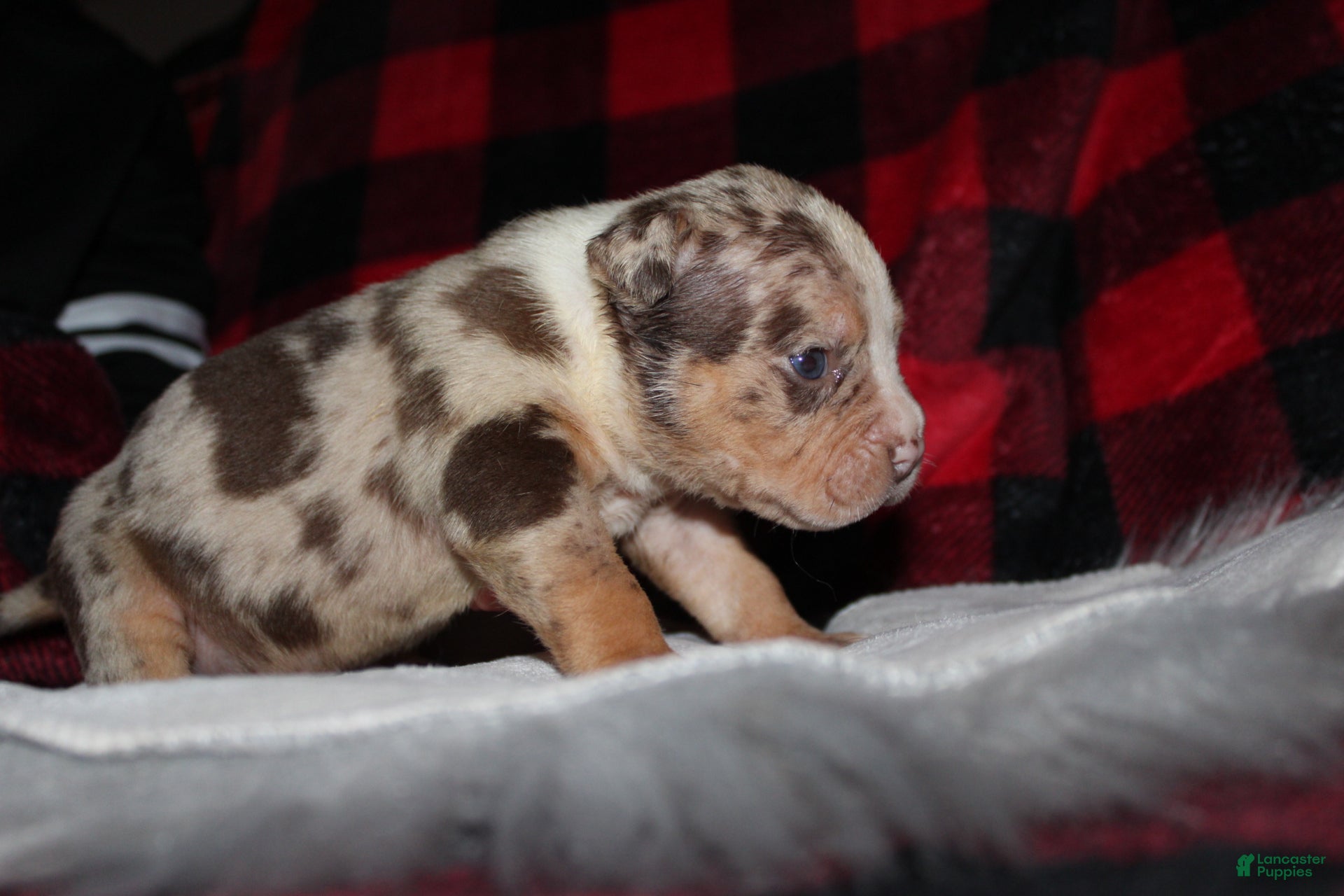 American Bully dogs Harvey  - Ad 2