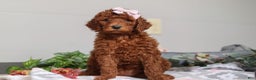 Standard Poodle dogs for sale: Winnie AKC - Ad 7