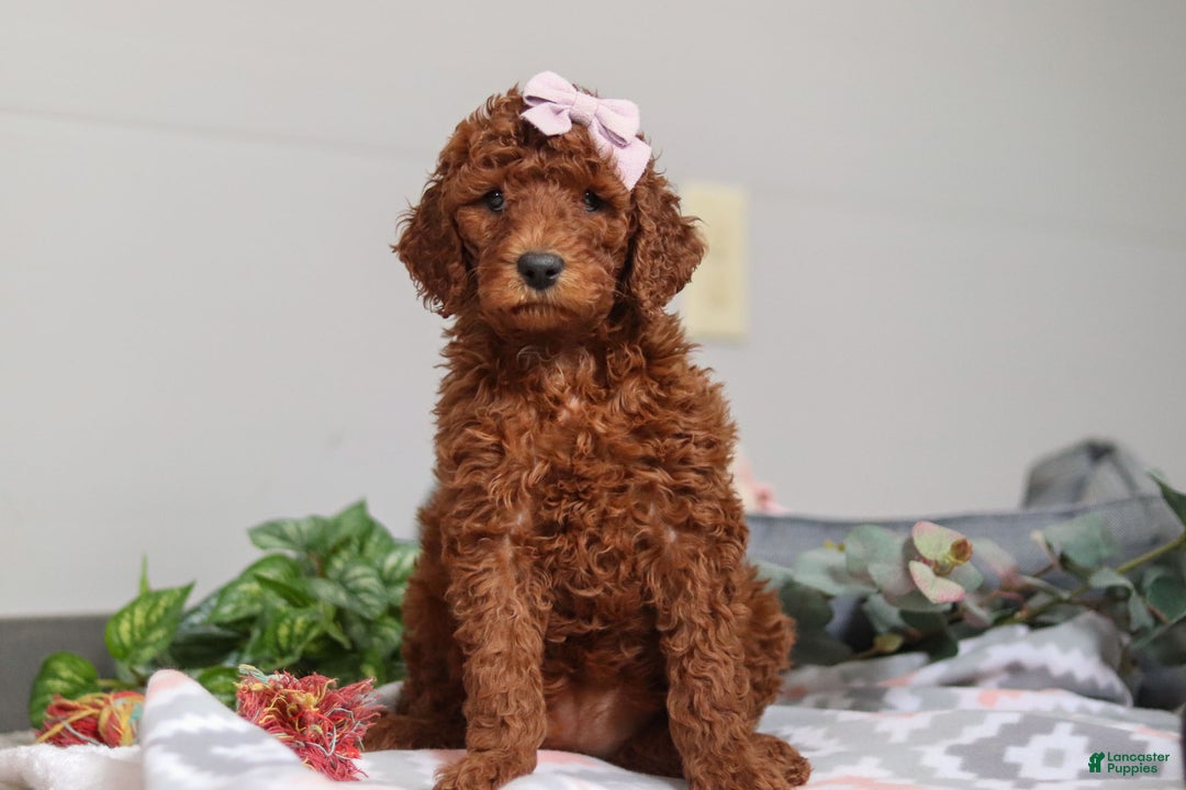 Standard Poodle dogs for sale: Winnie AKC - Ad 7