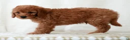 Mini Goldendoodle dogs for sale: Remington - Ad 8