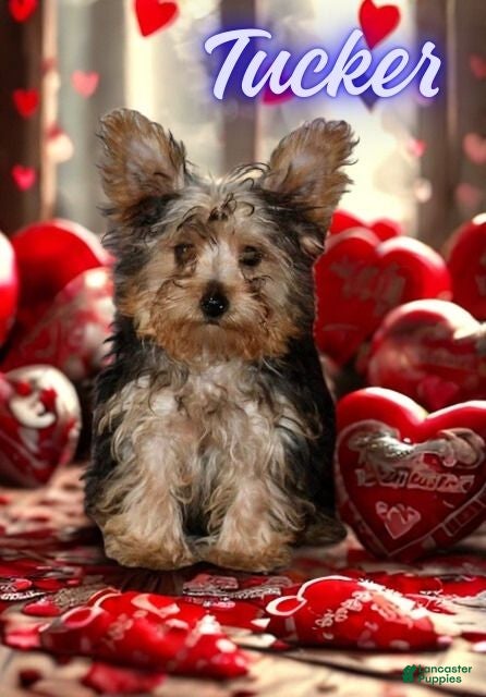 Yorkiepoo dogs Tucker - Ad 42