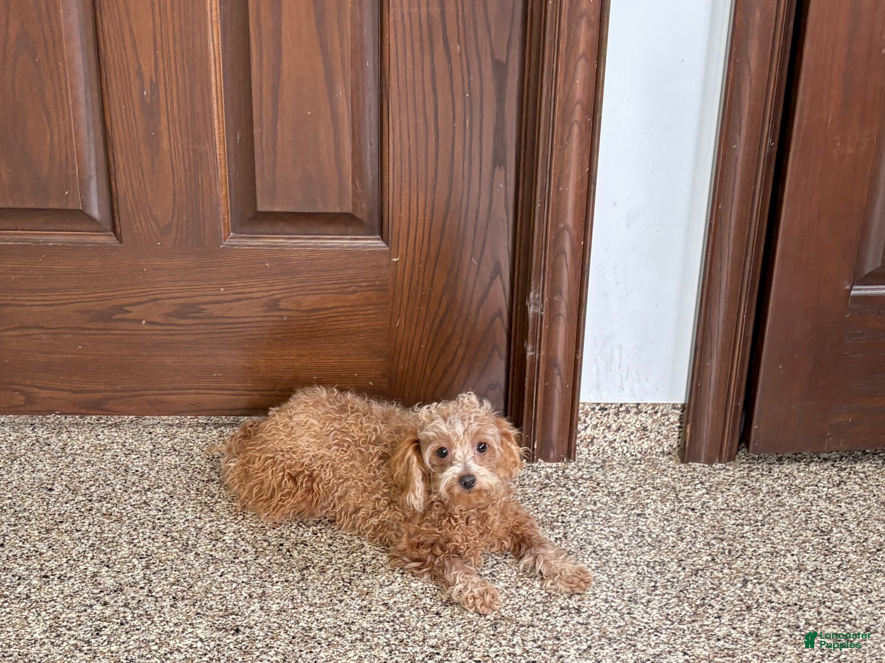 Maltipoo dogs for sale: Red Honey  - Ad 10