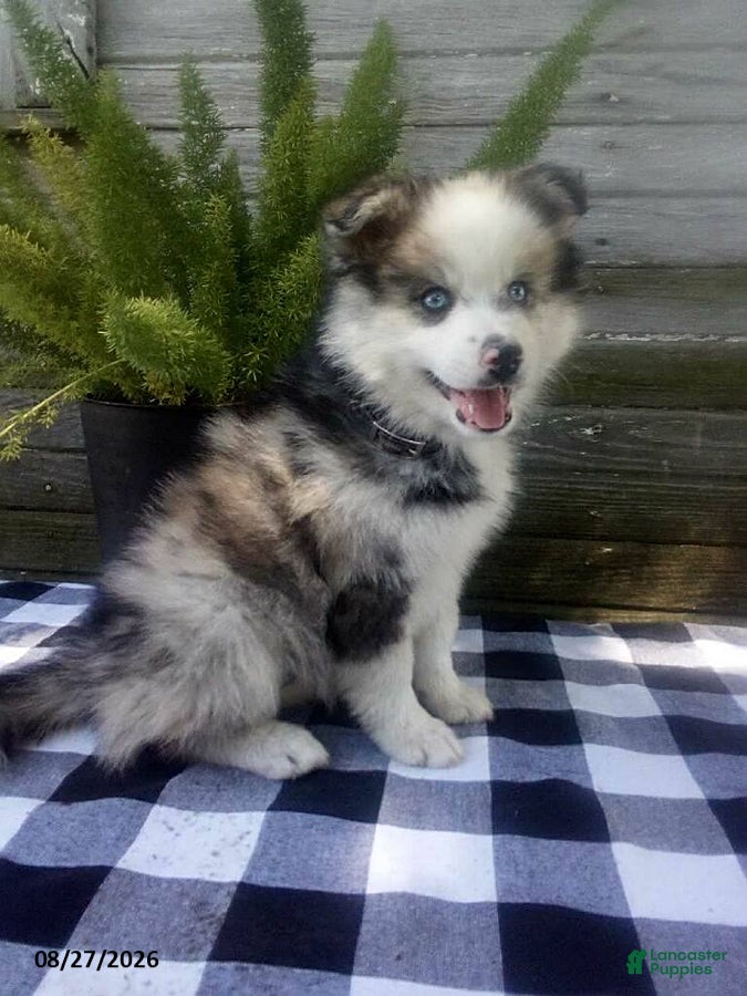 Pomsky dogs Jade - Ad 1