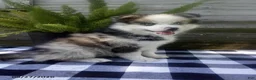 Pomsky dogs for sale: Jade - Ad 1