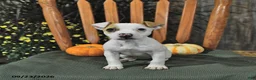Jack Russell Terrier dogs for sale: Tinsley - Ad 5