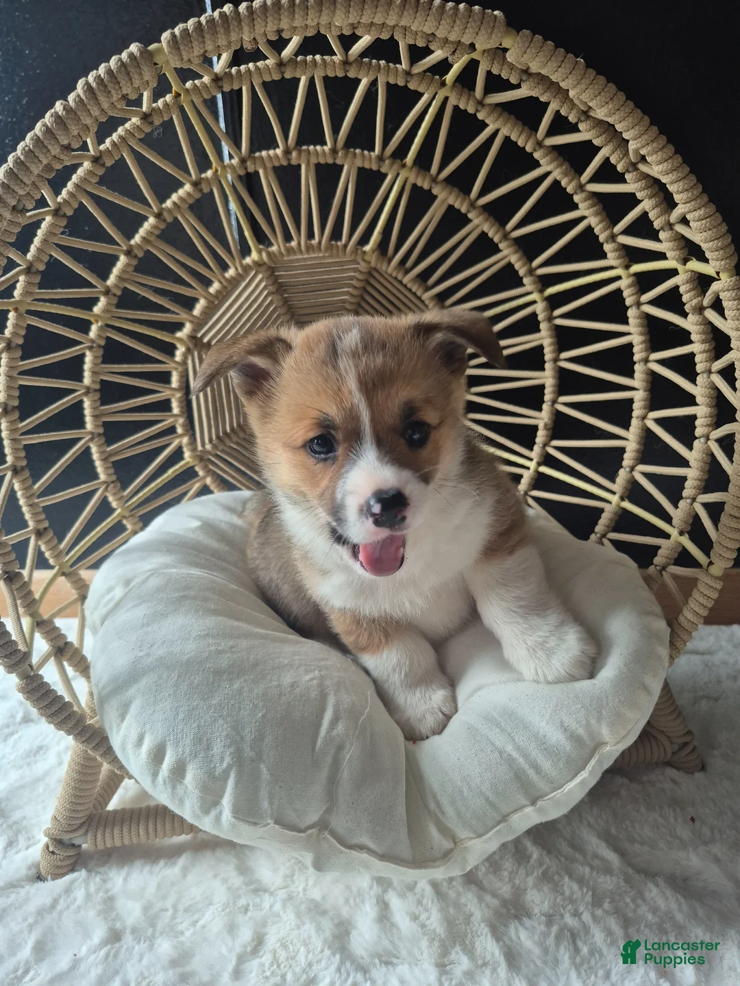 Welsh Corgi Pembroke dogs for sale: Izzy - Ad 1