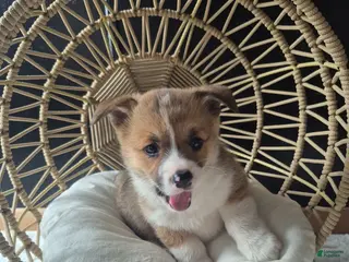 Welsh Corgi Pembroke dogs for sale: Izzy - Ad 3