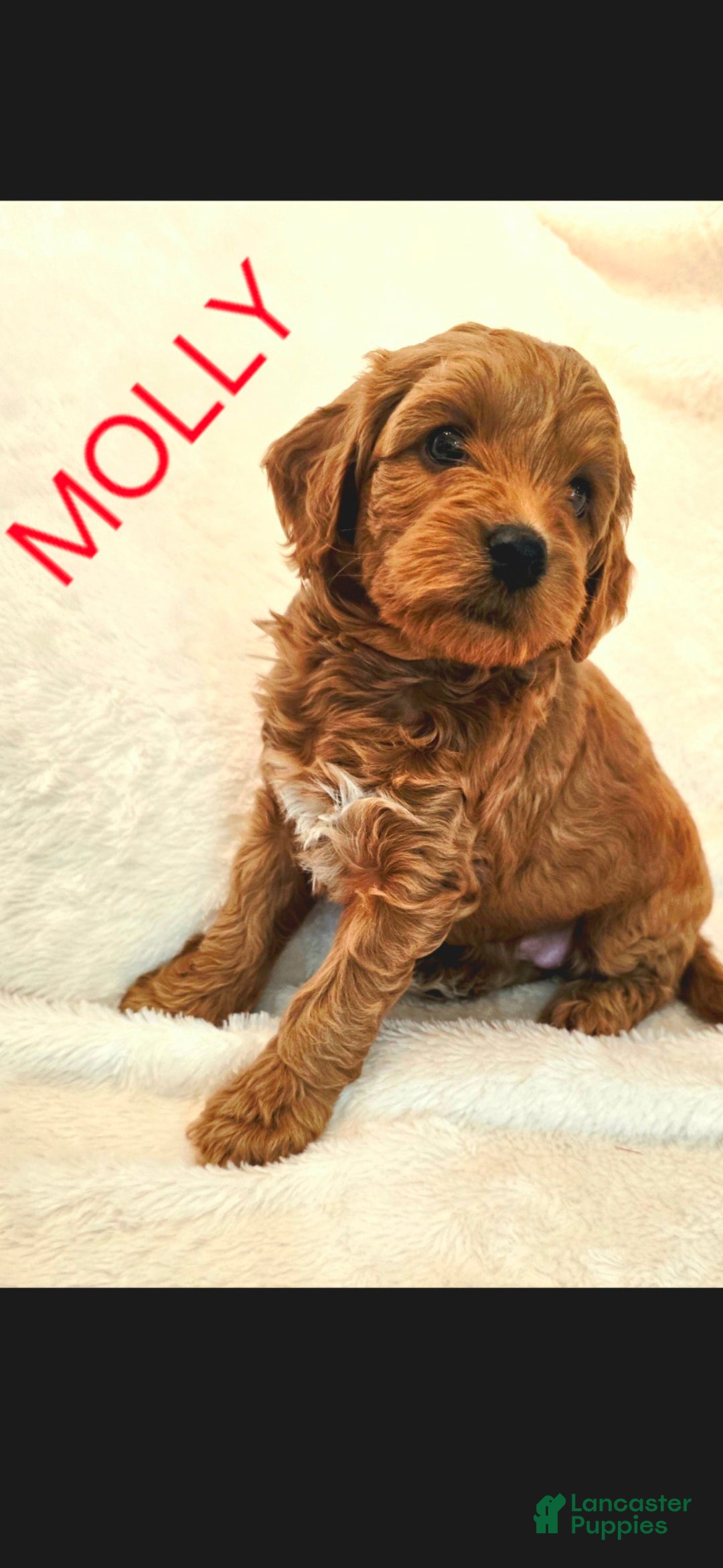 Goldendoodle dogs Molly - Ad 7