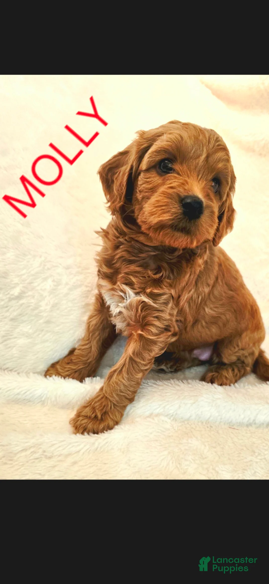 Goldendoodle dogs for sale: Molly - Ad 1