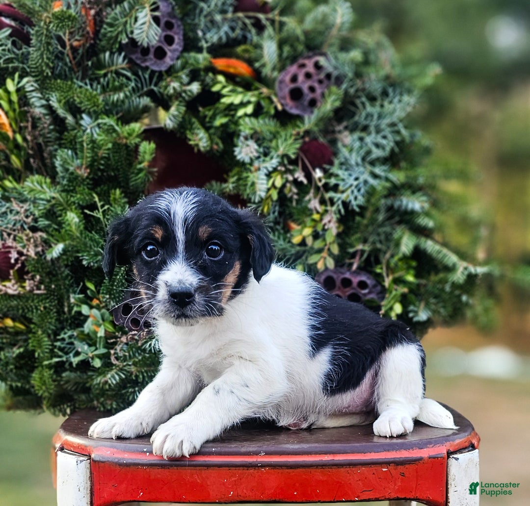 Jackapoo dogs for sale: Holly - Ad 2