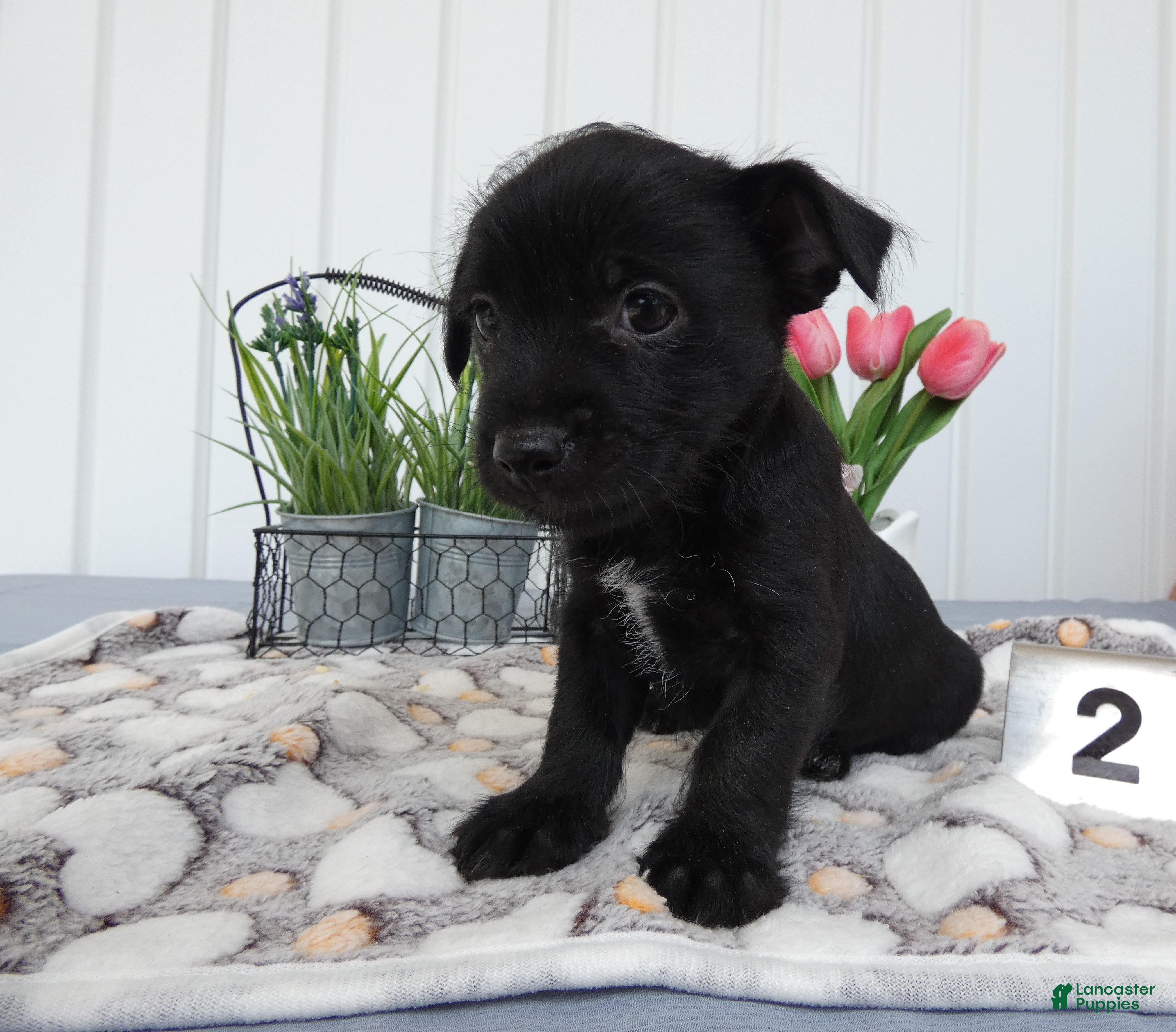 Chorkie dogs for sale: Chorkie 1 Carmelo - Ad 3