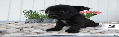 Chorkie 1 Carmelo
