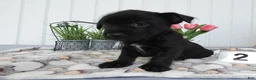 Chorkie dogs for sale: Chorkie 1 Carmelo - Ad 1
