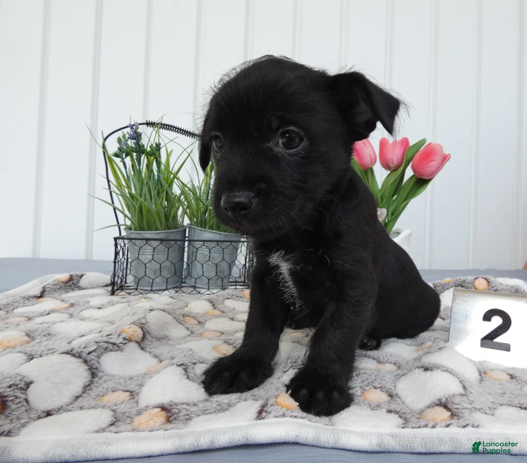 Chorkie dogs for sale: Chorkie 1 Carmelo - Ad 1
