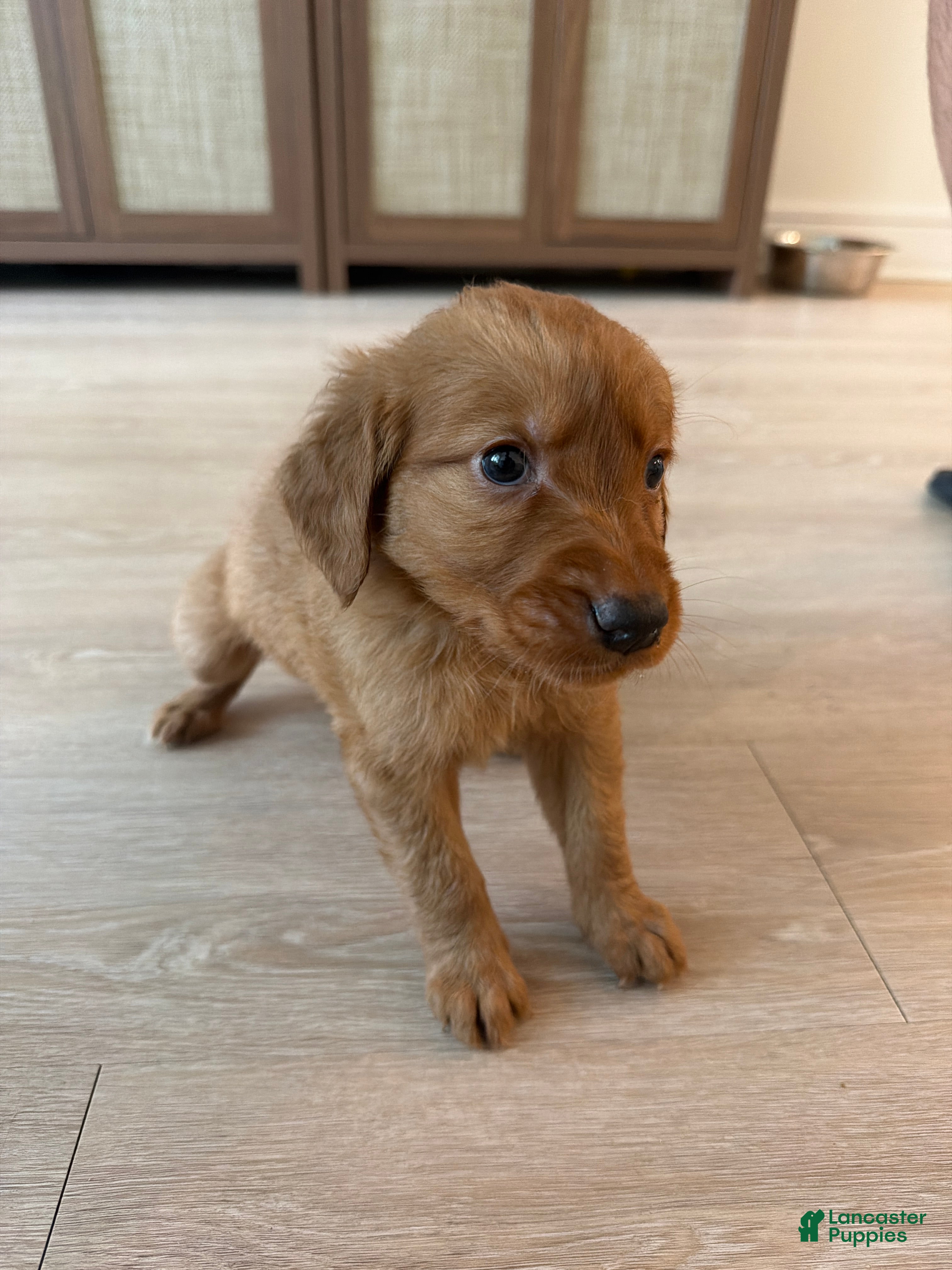 Golden Retriever dogs Golden Retriever Puppy 8 - Ad 8