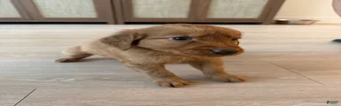 Golden Retriever Puppy 8