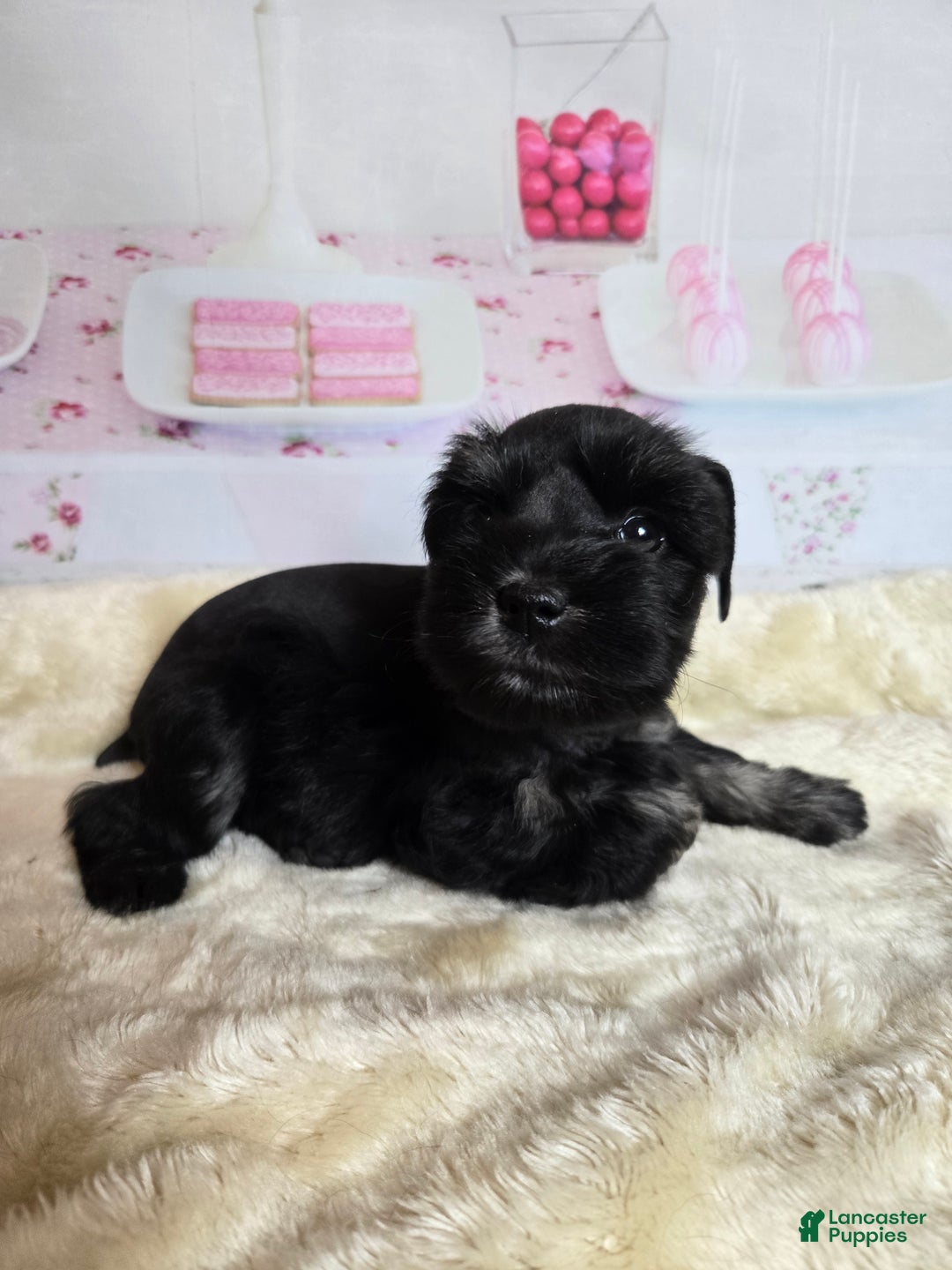 Miniature Schnauzer dogs for sale: Roz        - Ad 2