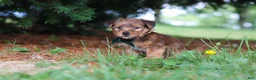 Morkie dogs for sale: Archie - Ad 6