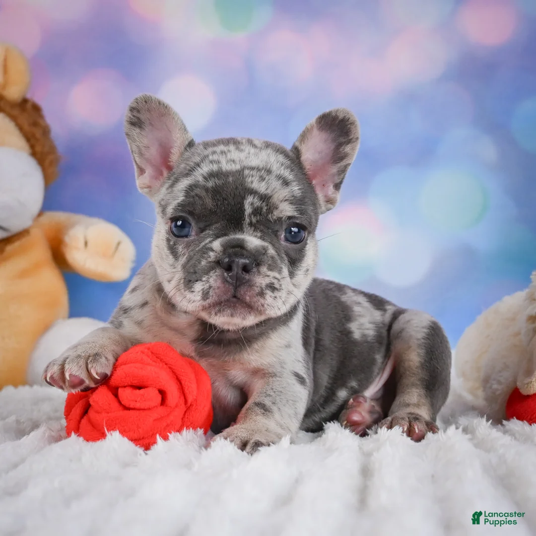 French Bulldog dogs for sale: Daisy - Ad 1