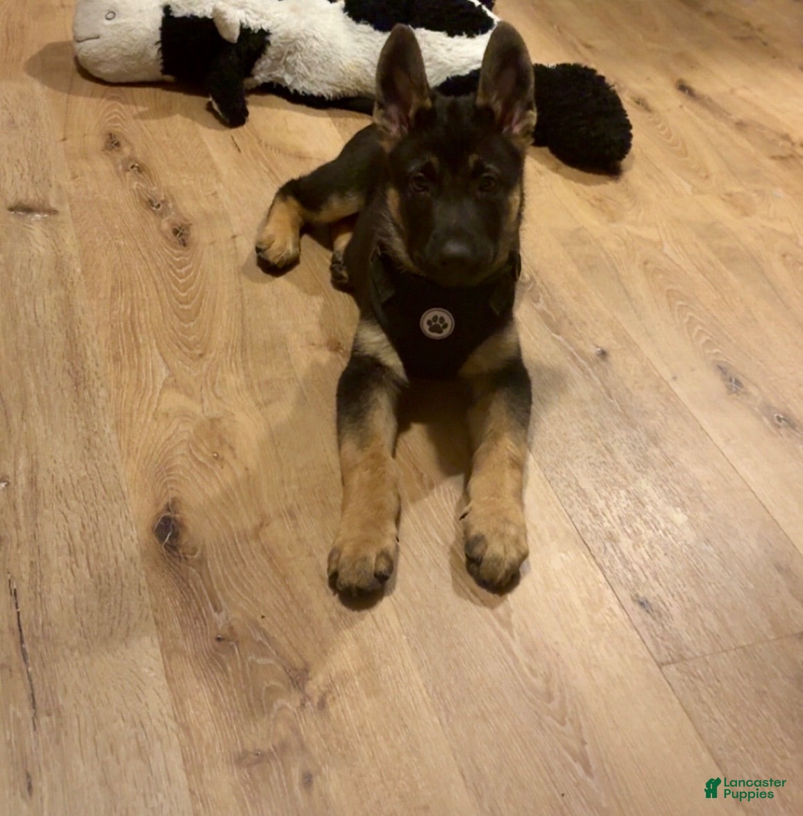 German Shepherd dogs German Shepherd 1 - Ad 16