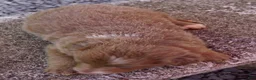 Border Collie dogs for sale: CAMERON - Ad 6