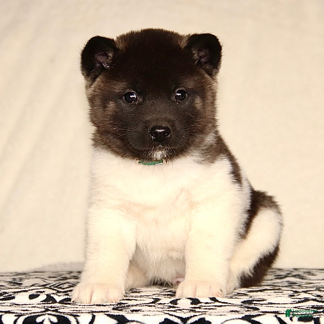 Akita dogs for sale: Adrian - Ad 2